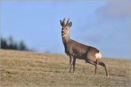 <p>SRNEC OBECNÝ (Capreolus capreolus) Šluknovsko - Jiříkov --- /European roe deer - Reh/</p>